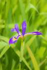 Blue flag iris in wetland, Marion County, Illinois. Art Print
